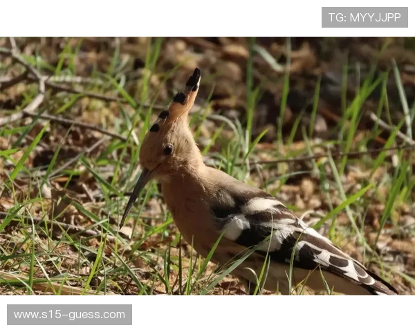 直播镜头捕捉云南野生动物，赛事与自然共存
